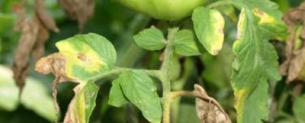 Как бороться с фитофторой на помидорах: как эффективно бороться, какие препараты и народные средства использовать